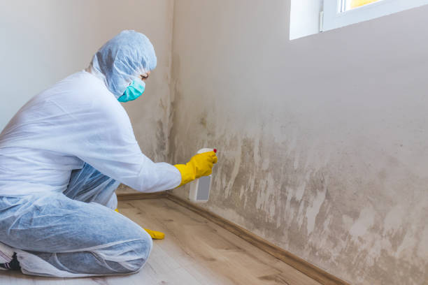 Licensed Mold Cleanup service in Derwood, MD - WQB Mold Removal